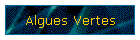 Algues Vertes